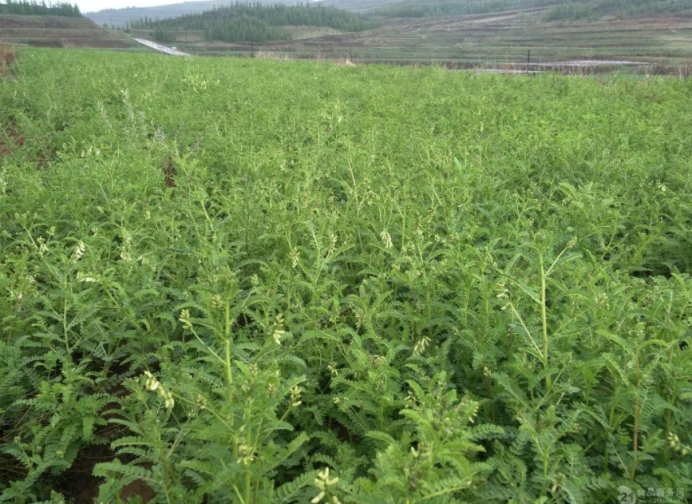 运动|中药解析之——黄芪