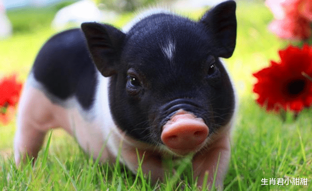 |喜欢迎接挑战的生肖猪,在职场中冲锋陷阵,迎来不一样的春天