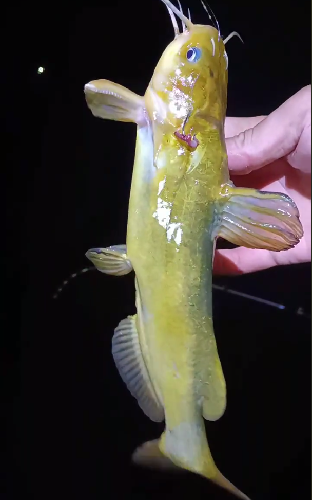 江苏省|昂公大爆发!江苏钓友3小时钓1盆,网友:我一个月都钓不了这么多