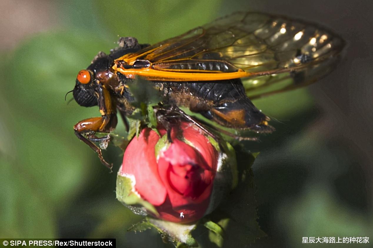 |美国出现僵尸蝉：真菌操控下，即使腹部变菌孢，交配也不会停止！