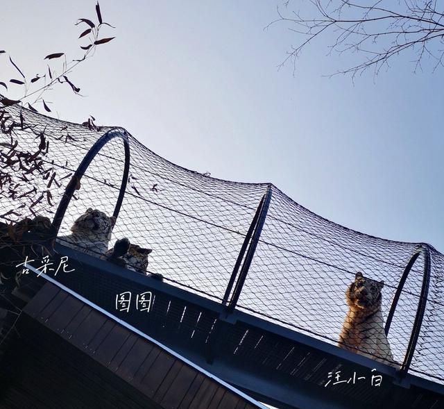 大成讲娱乐 动物园做得好的寥寥无几，红山的好不是吹出来的，是做出来的