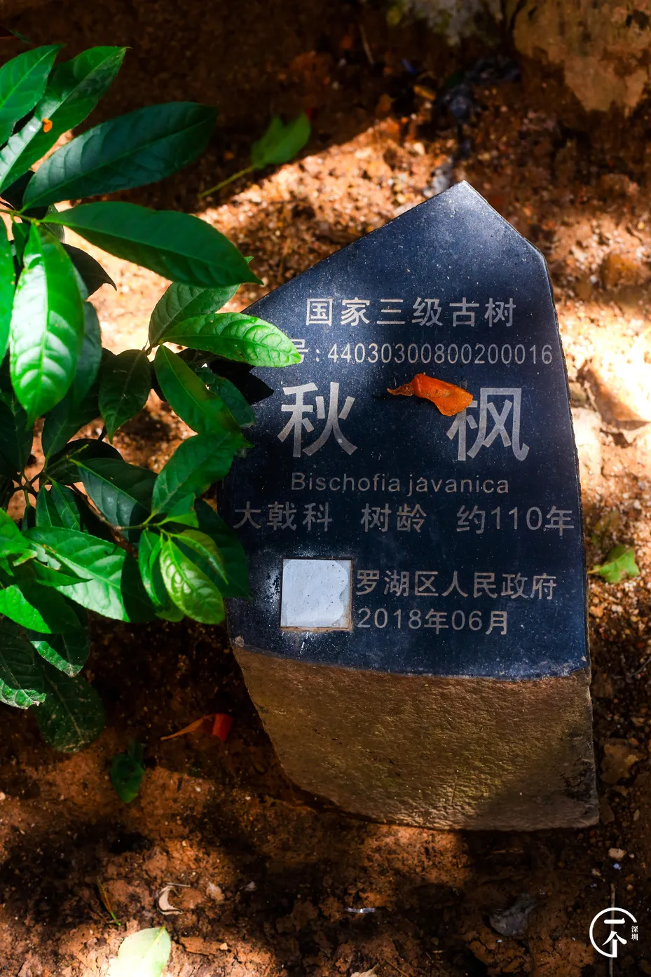 房地产市场|深圳“养生村”，租金才1200？