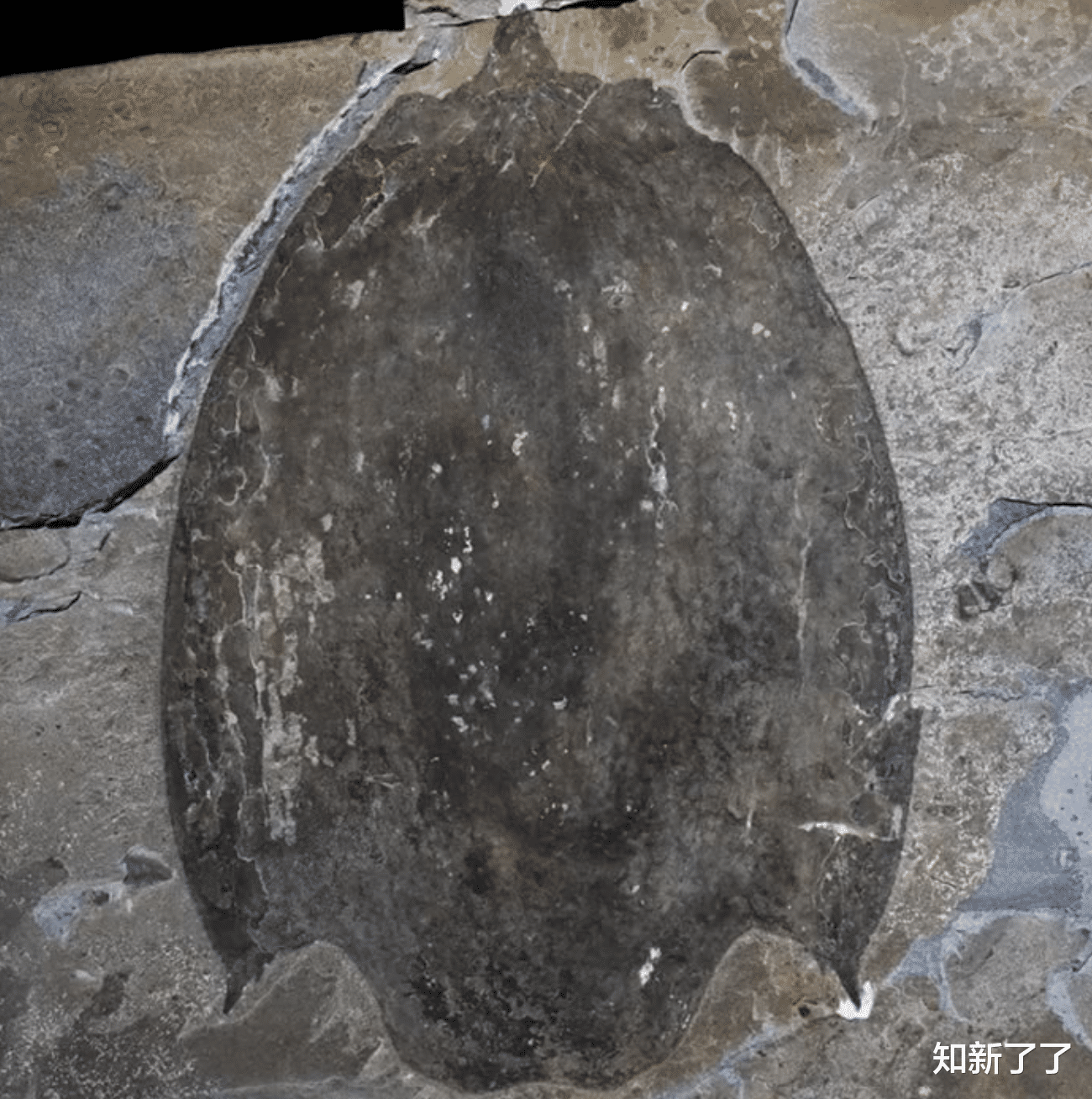 月球 这个五亿年前的巨型动物就是一台吃肉的“翻土机”