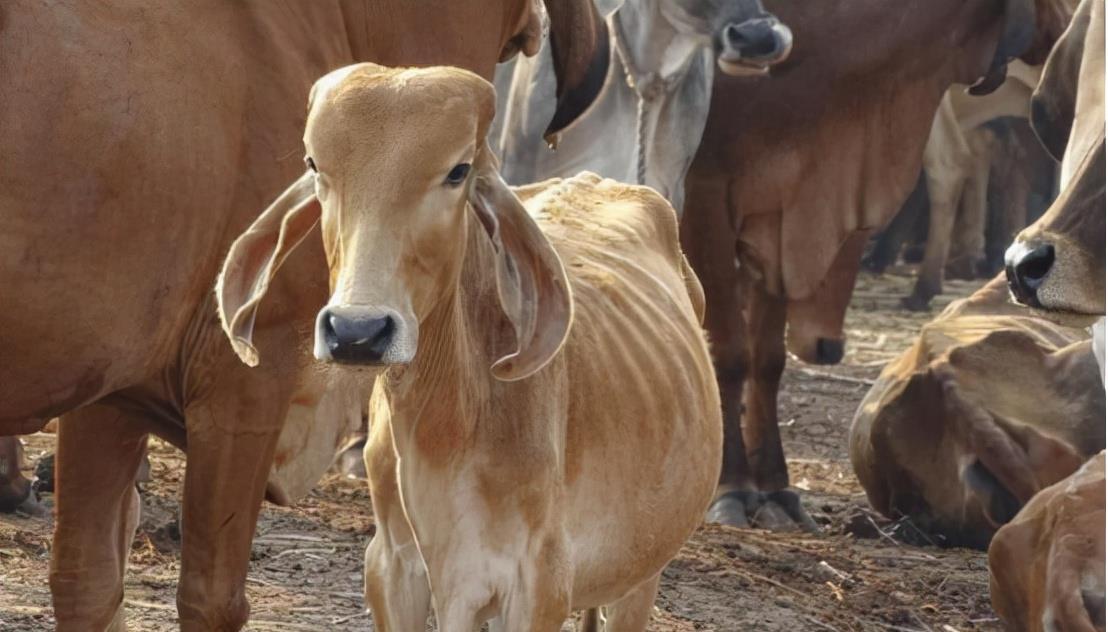 西游东进|印度男子抛妻弃子，用17万与母牛结婚，婚后生活幸福美满？