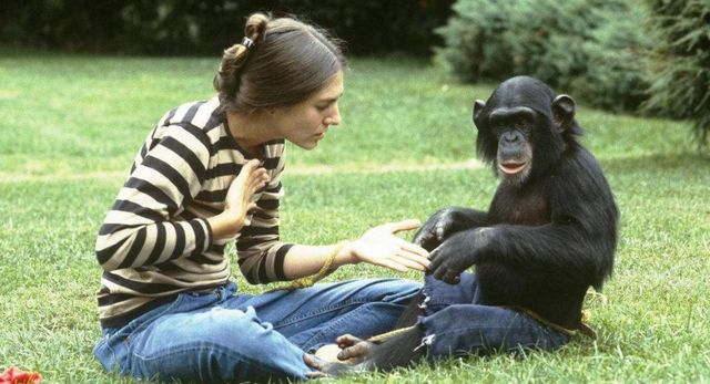 黑猩猩|曾与人类婴儿一起长大的黑猩猩，认为自己就是人，结局怎样了？