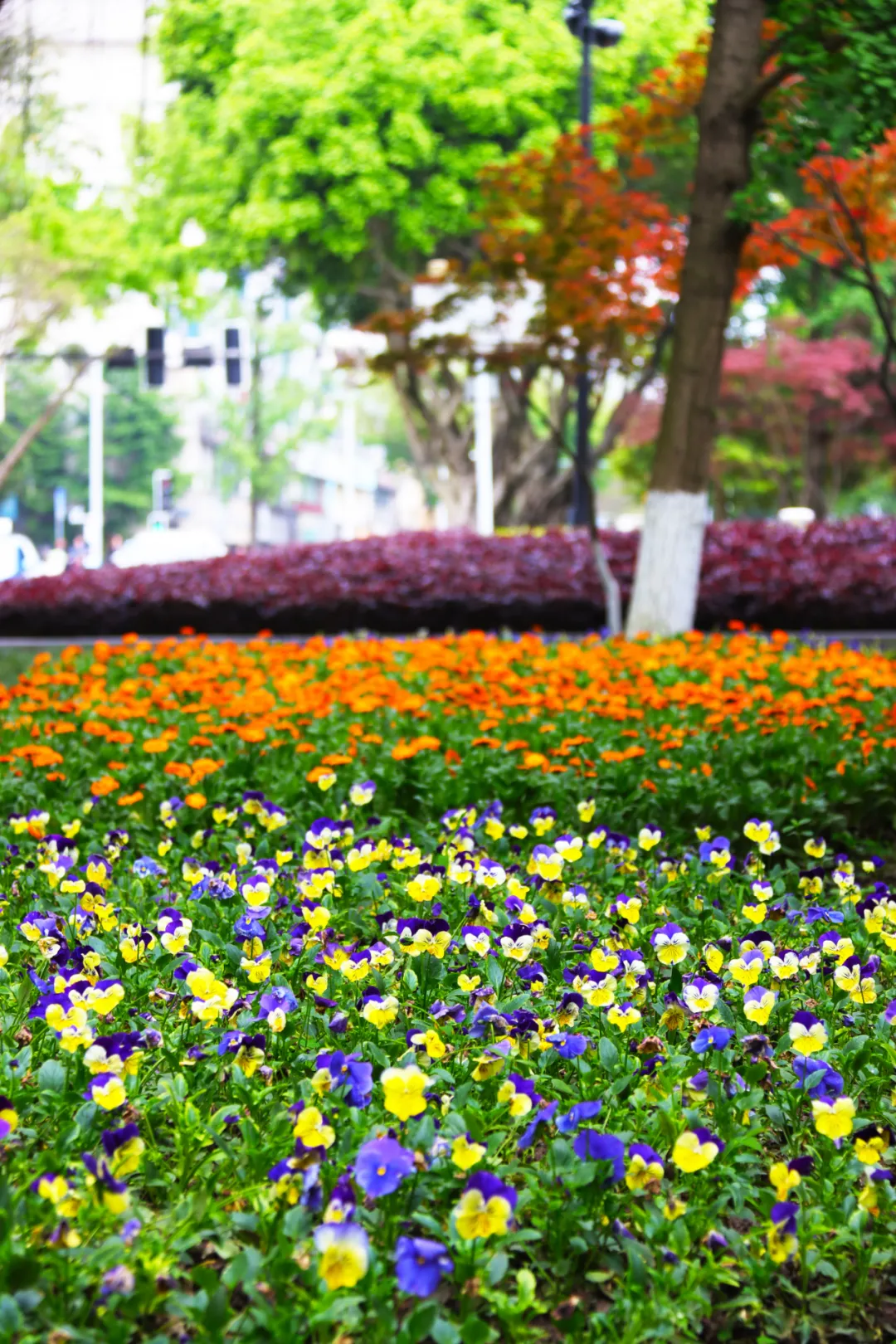 川东周末 因为它们，广安街头颜值爆表！