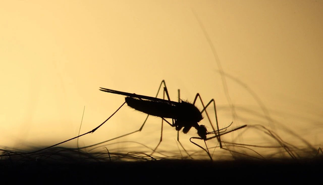 蚊子 蚊子每年导致100多万人死亡，当人类消灭了所有蚊子会发生啥？