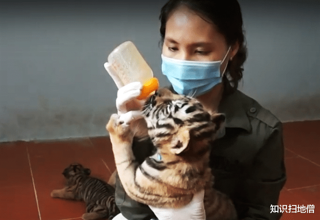 老虎 越南有很多老虎，一生都见不到太阳，百兽之王真能“以形补形”？