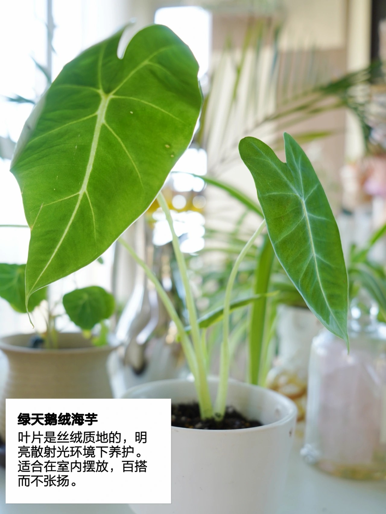 花5000块，把14㎡阳台变成一个小花园，小小的改变感受大大的幸福