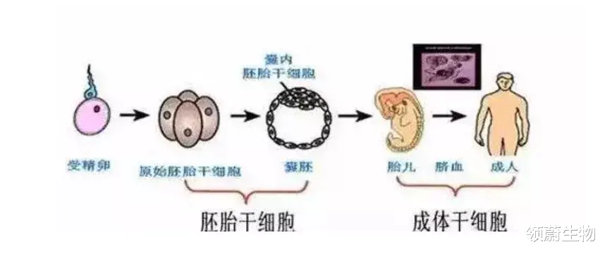 体内已经有干细胞,为什么还要补充干细胞?