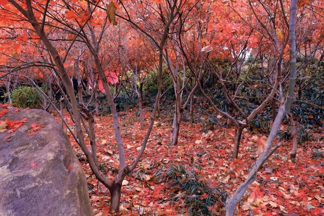 青岛市|老四方的秘密花园，不要太好玩