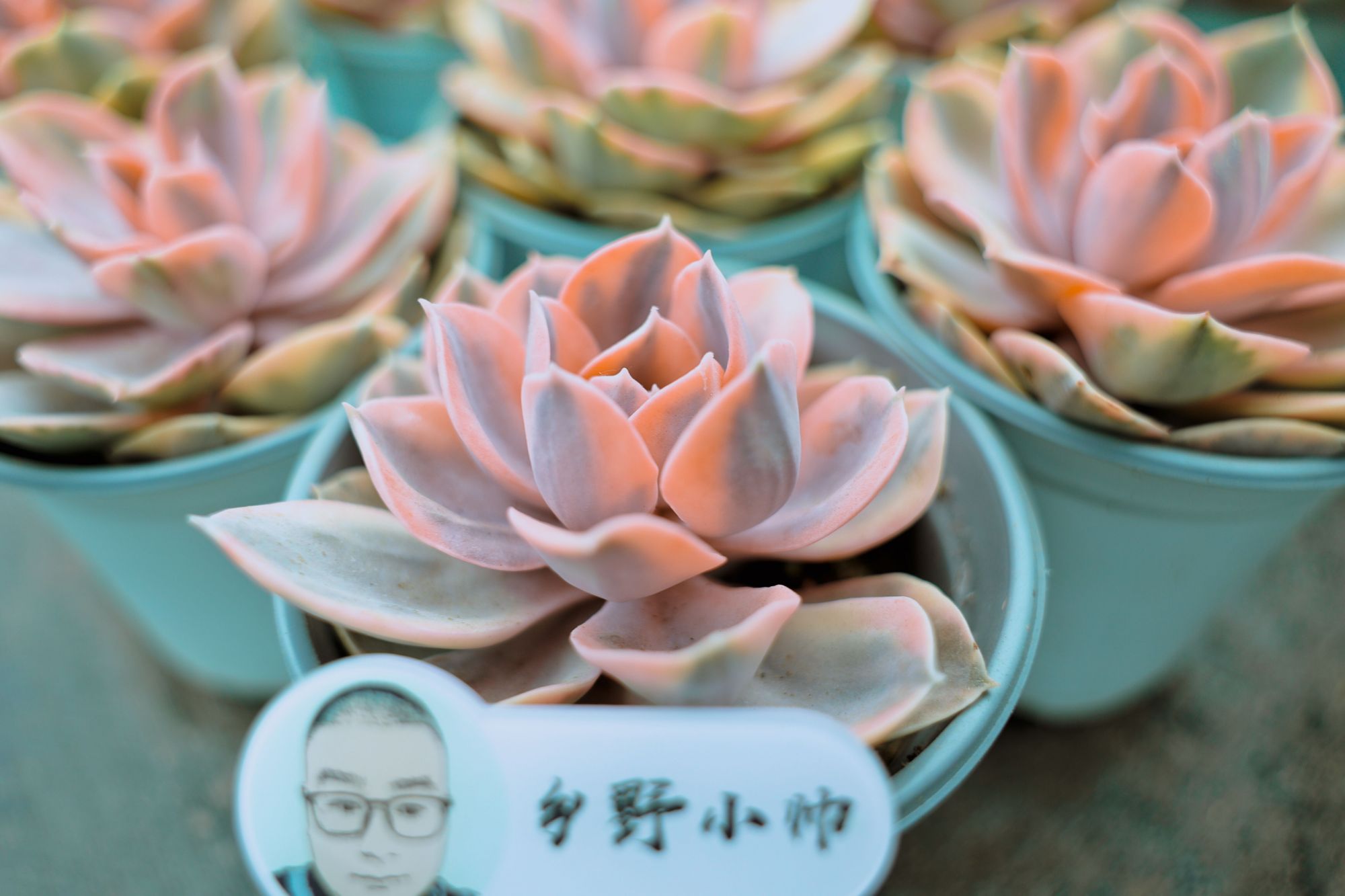 乡野小帅 彩虹多肉怎么养?学会这几点你也可以养出“绚丽的彩虹”