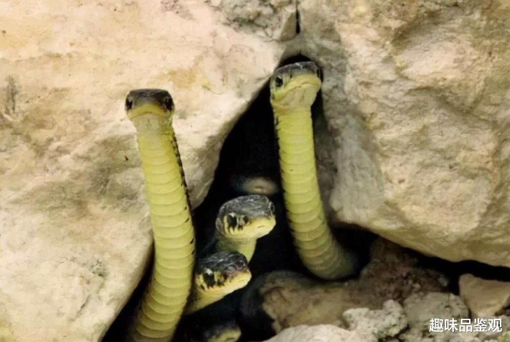 人类为何会害怕蛇？是因为它们的长相吗？科学家用婴儿做了测试