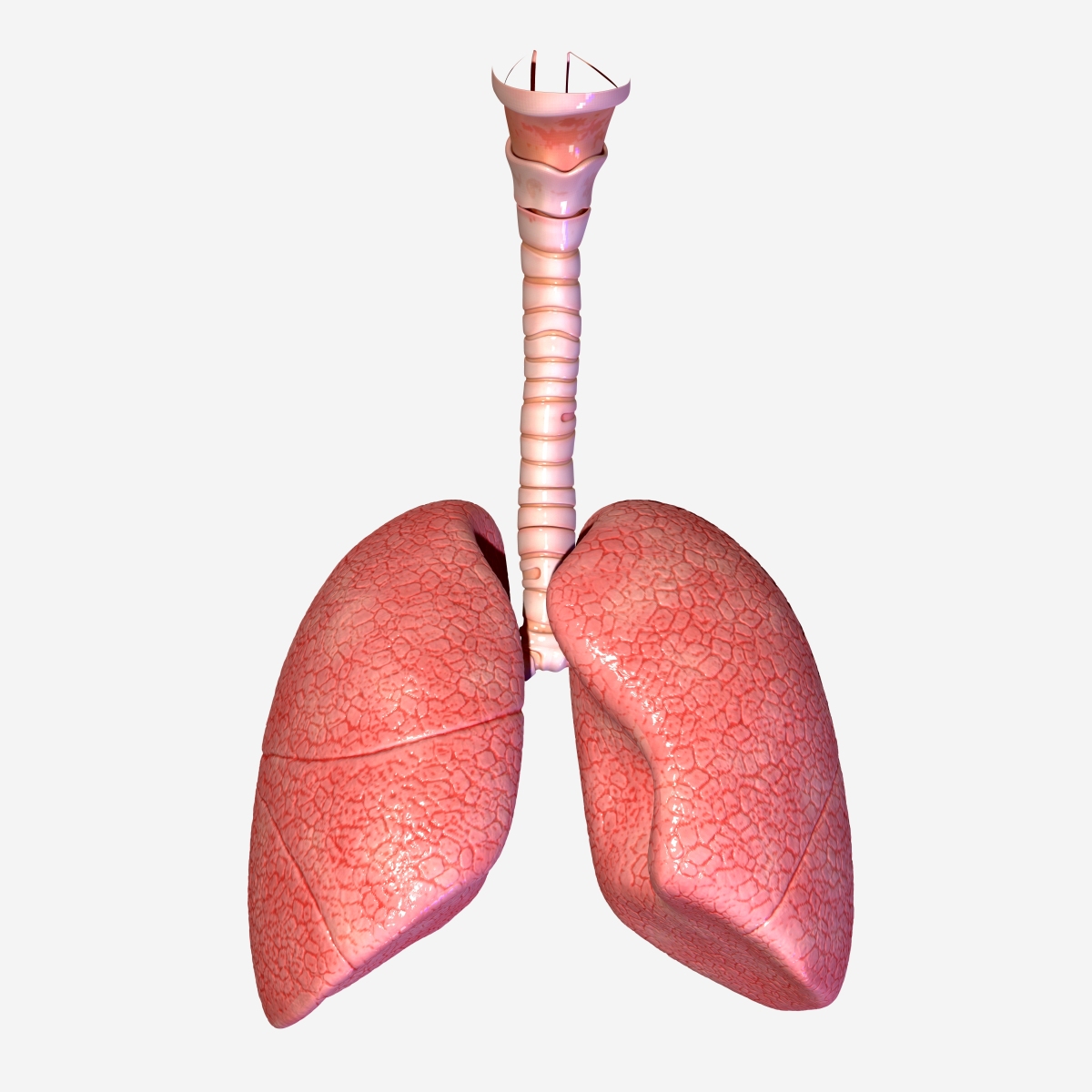 莲藕|益安宁科普：肺最喜欢的4种食物！