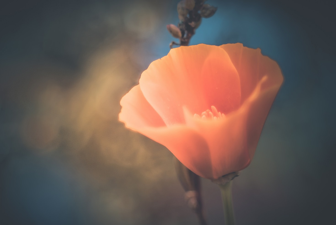 属兔|4月下旬，桃花盛开，前任心动，3大生肖与正缘相遇，余生携手共进