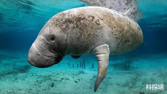 三星堆 只因“太好吃”，这种生物，从发现到灭绝仅用了27年！