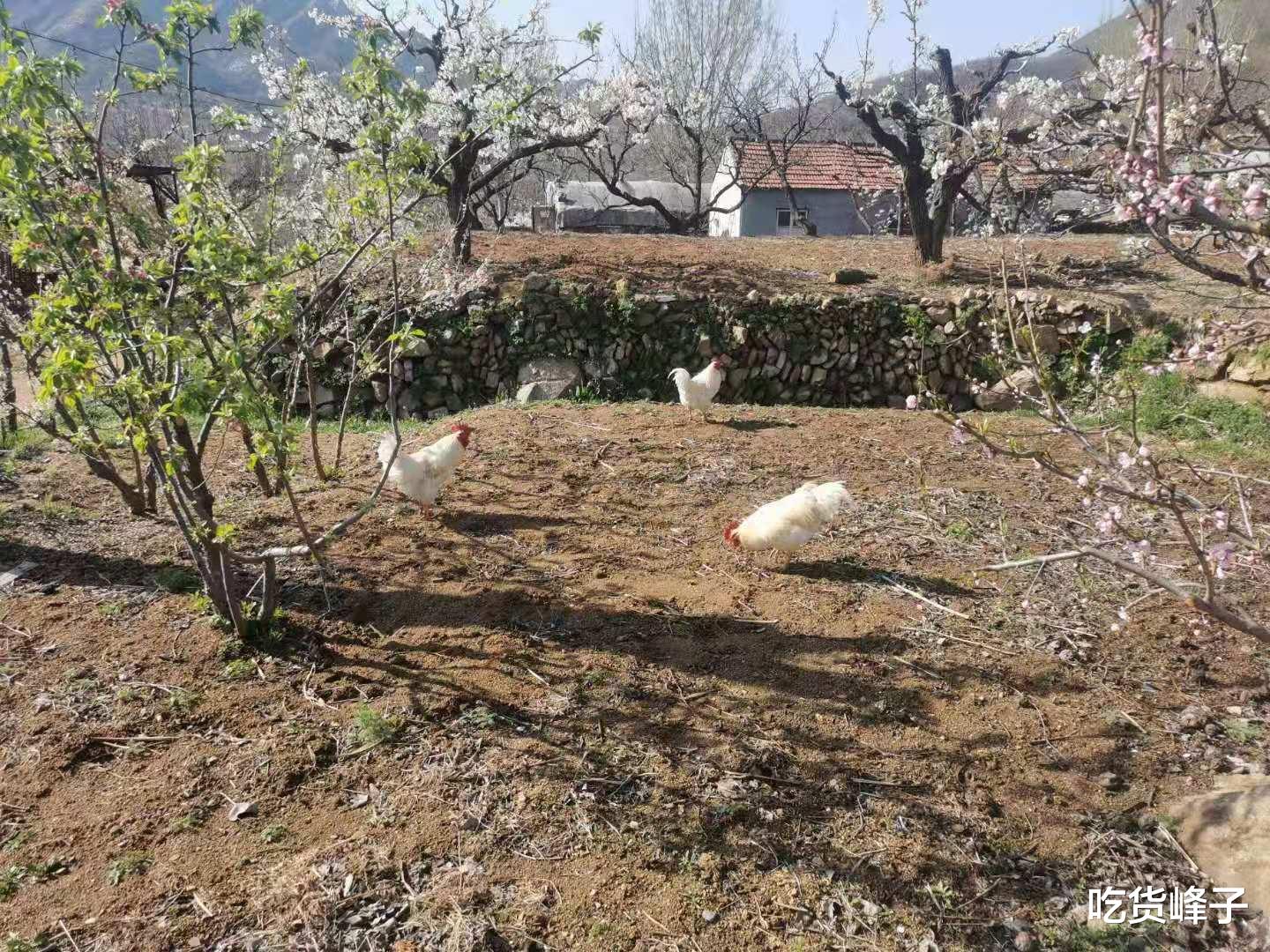 衰老|农村地里的4种天然“安眠药”，隔三差五吃一点，一觉睡到自然醒