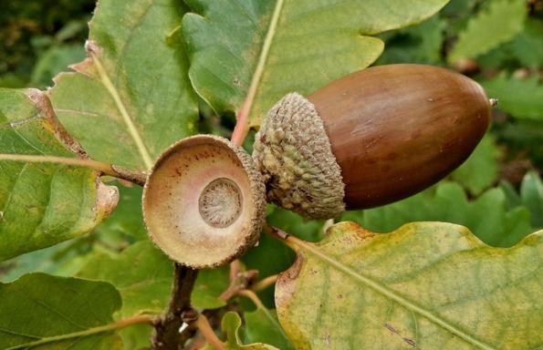 紫花地丁|若你家乡还有它们,请移植回家,价值很高,可遇不可求