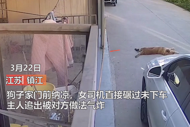 筱筱看社会 狠心！狗狗家门口休息乘凉，奥迪女司机径直从其身上压过