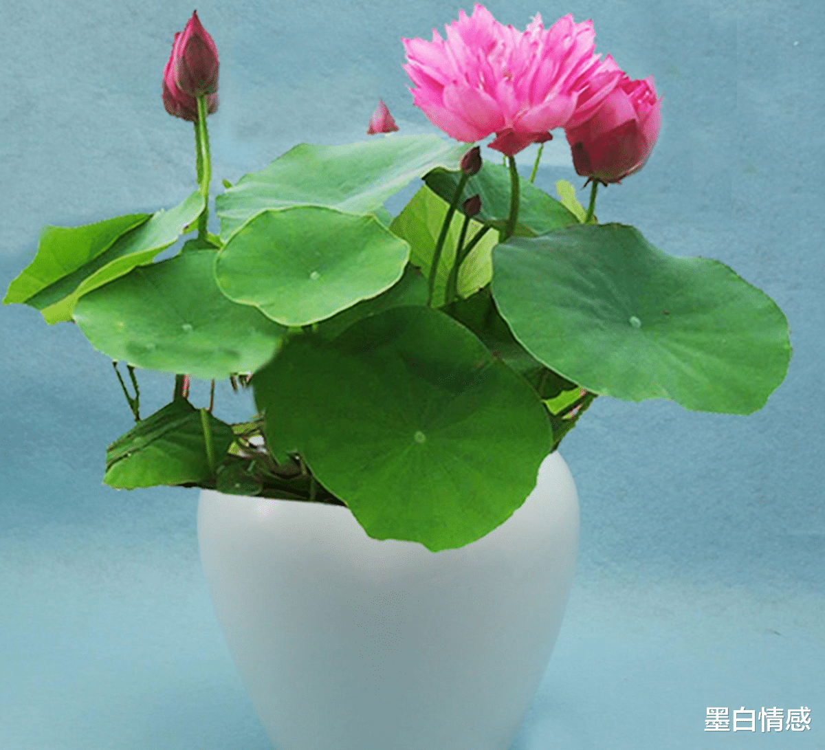 墨白情感|“心肠太好，诸多困扰”：人过六十，要对这几种人“无情”一点