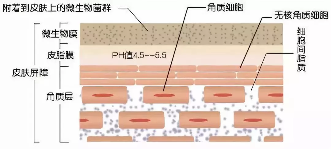 蛋糕裙 护肤指南｜原来这么多的问题归根结底都跟“皮肤微生态”有关！