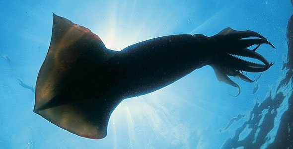 超自然研究所所长|南极深处真的存在巨大的生物吗?世界的尽头到底是什么样子?