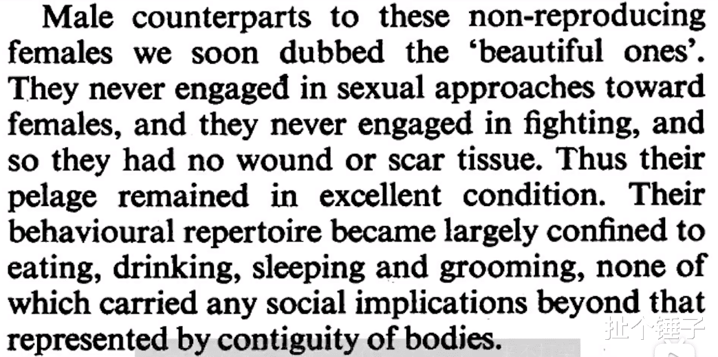 扯个锤子 预言了人类结局的实验——老鼠乌托邦