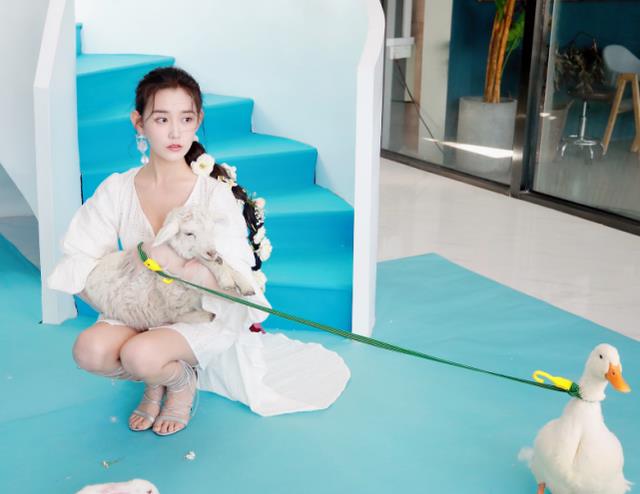 蒋依依|蒋依依和动物拍照，被小绵羊咬腿时看清她啥反应，这胆子是真大