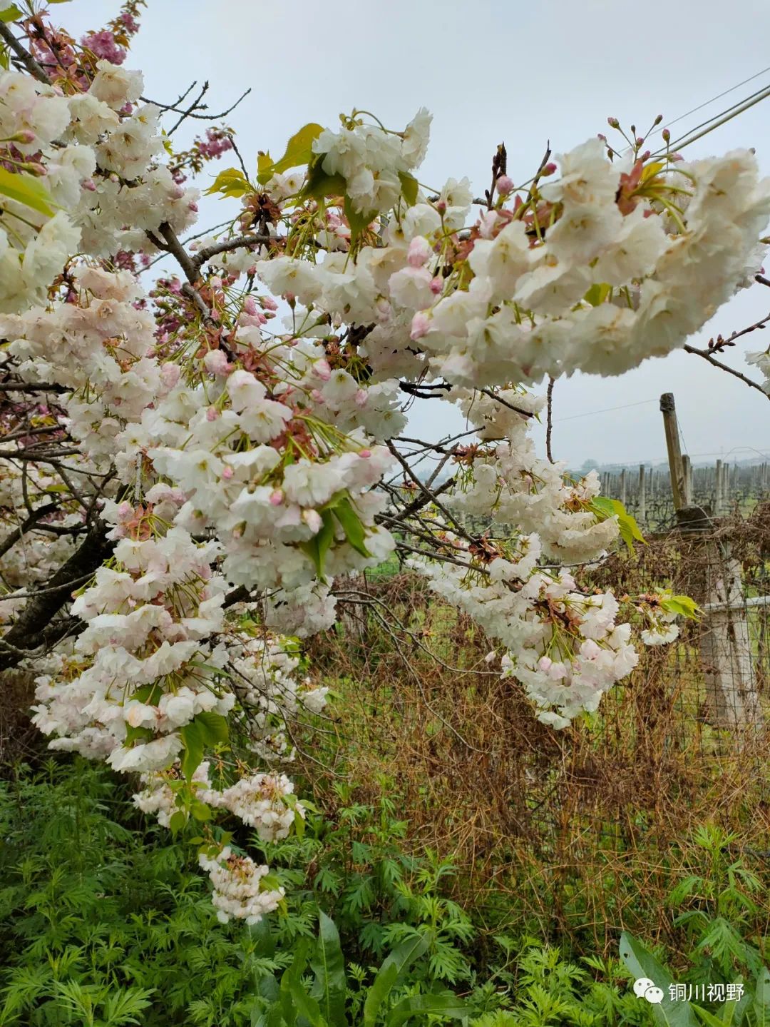 铜川周春辉 春天到了，万物复苏，鄠邑区后寨村的美景