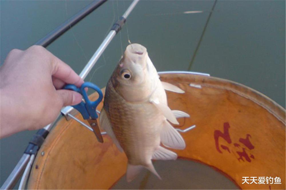 |秋末初冬钓鲫鱼，发窝慢不是因为天气冷，是打窝手法出了问题！