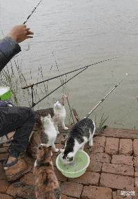 安徽|当钓鱼时遇到猫,还是尽早放弃抵抗,安心做个工具人吧