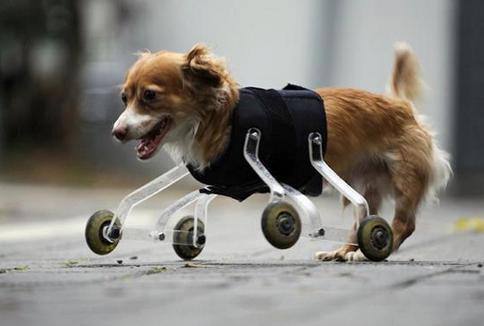 舜网 盘点这些身残志坚的小动物，心疼的同时被人类这样贴心的救助感动