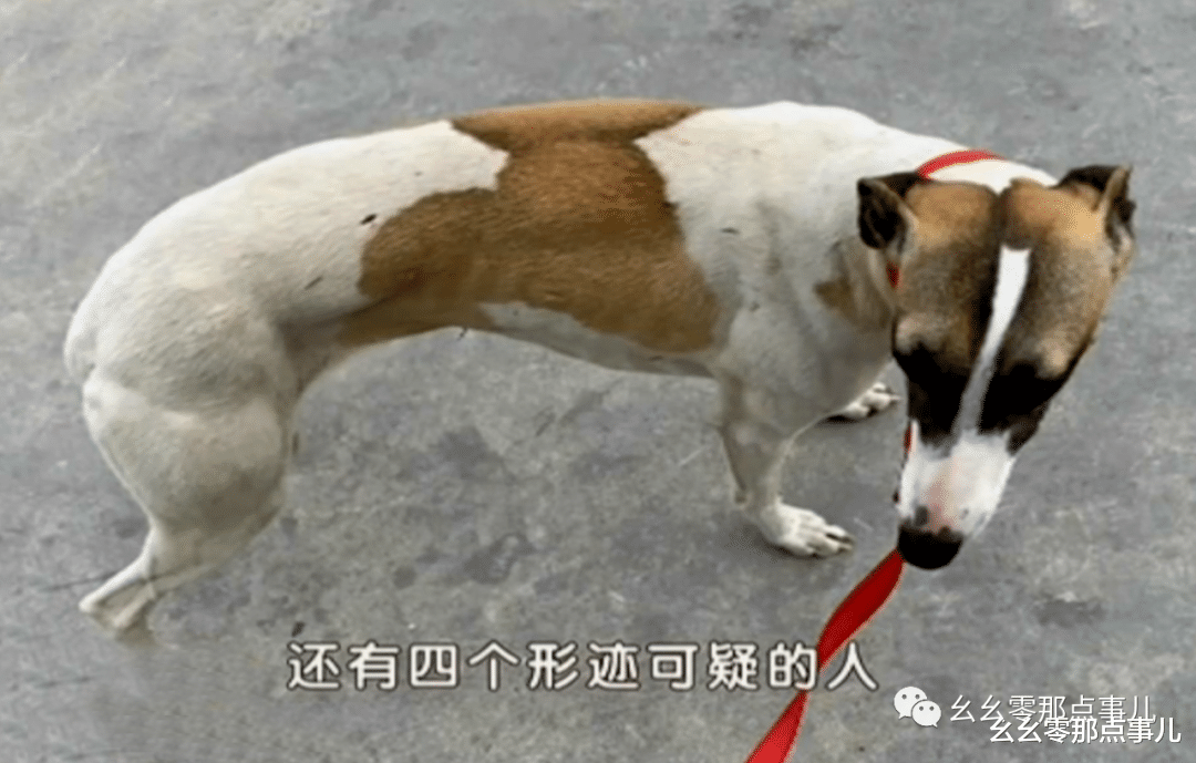 幺幺零那点事儿 在北京打猎的人可不少呢！热成像仪配猎狗，四位野鸟杀手被刑拘