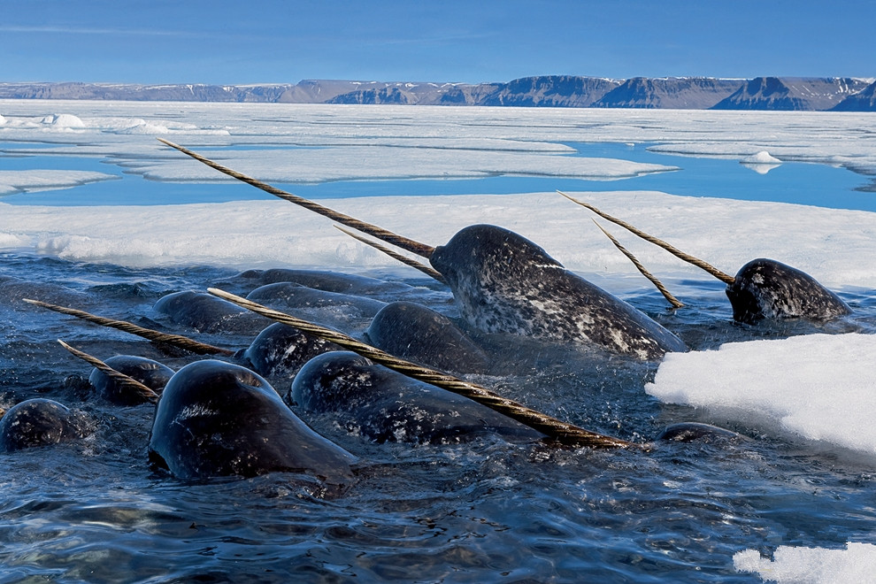 独角鲸 地球上的独角兽：以及人类对它的无尽幻想！