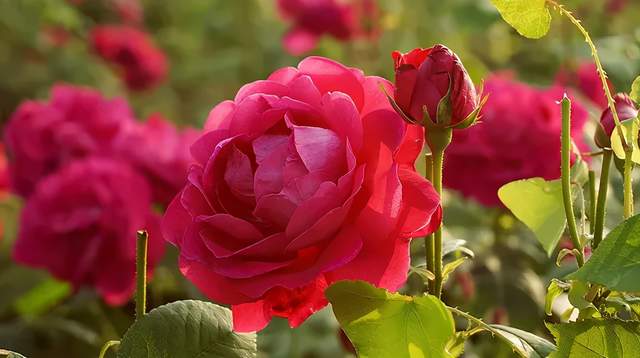 中国山东网菏泽 花冠助力平阴玫瑰掀起“美酒涟漪”