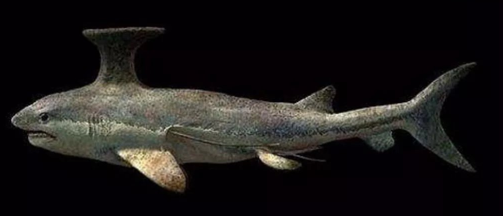 蚊子 鲨鱼进化之悲歌：被其他霸主欺负亿万年的感觉，你们人类不会懂的