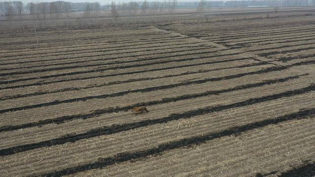 生活报 最新！进村老虎已运到横道河子虎林园