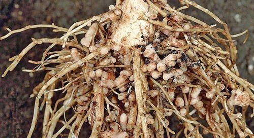 植物也有“鼻子”吗,它们也能闻到各种气味吗?