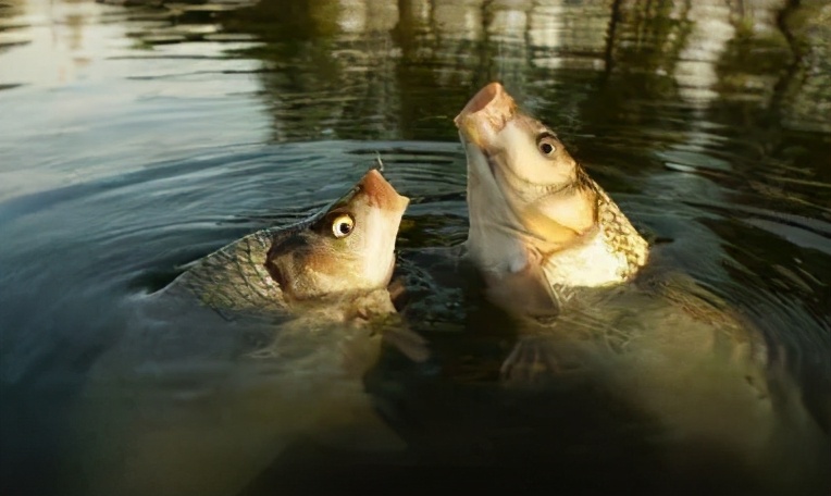 |钓鲤鱼密不可分的技巧，想钓多大的鲤子都不在话下！——盛世三渔
