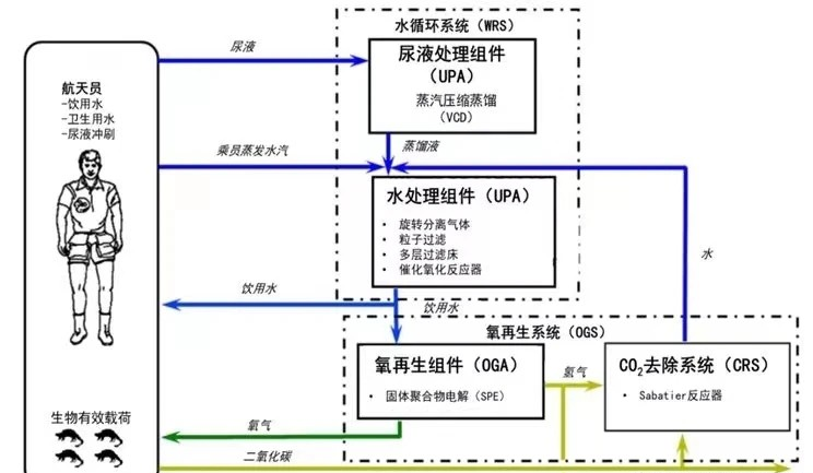 中国空间站航天员尿液收集处理达标后,不再饮用!但另有重要用途
