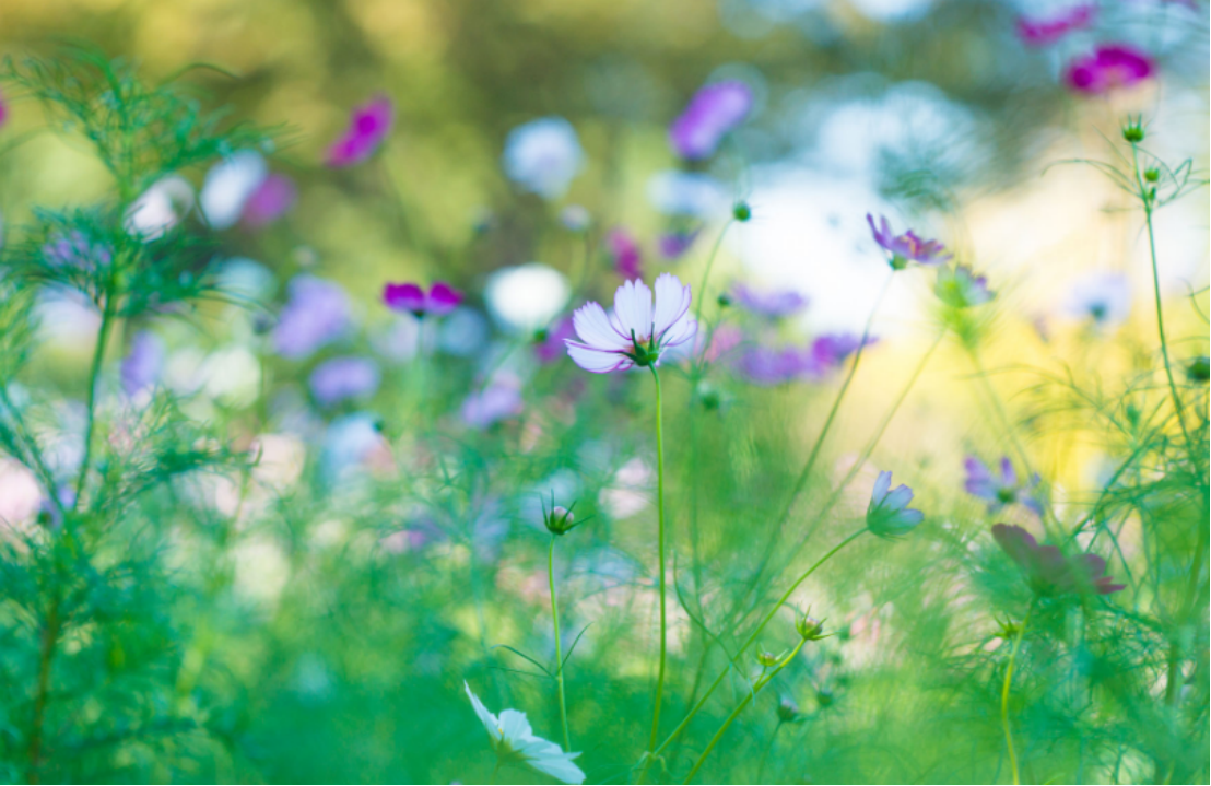 金牛座|最好命的星座女,家庭和睦,婚姻美满