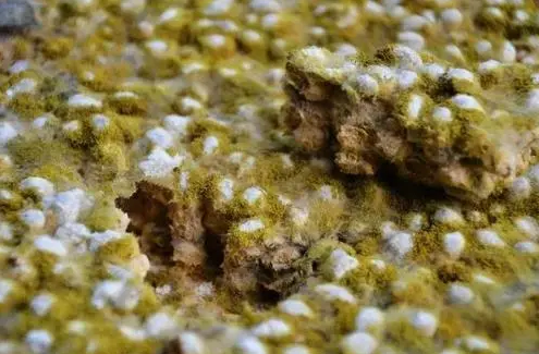 医生|世卫组织公布3种“假调料”,或是甲状腺癌的“推进器”,转告爸妈:尽早扔