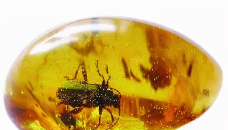 昆虫 琥珀里的昆虫万年不腐,古人为何不用琥珀来给尸体做防腐?