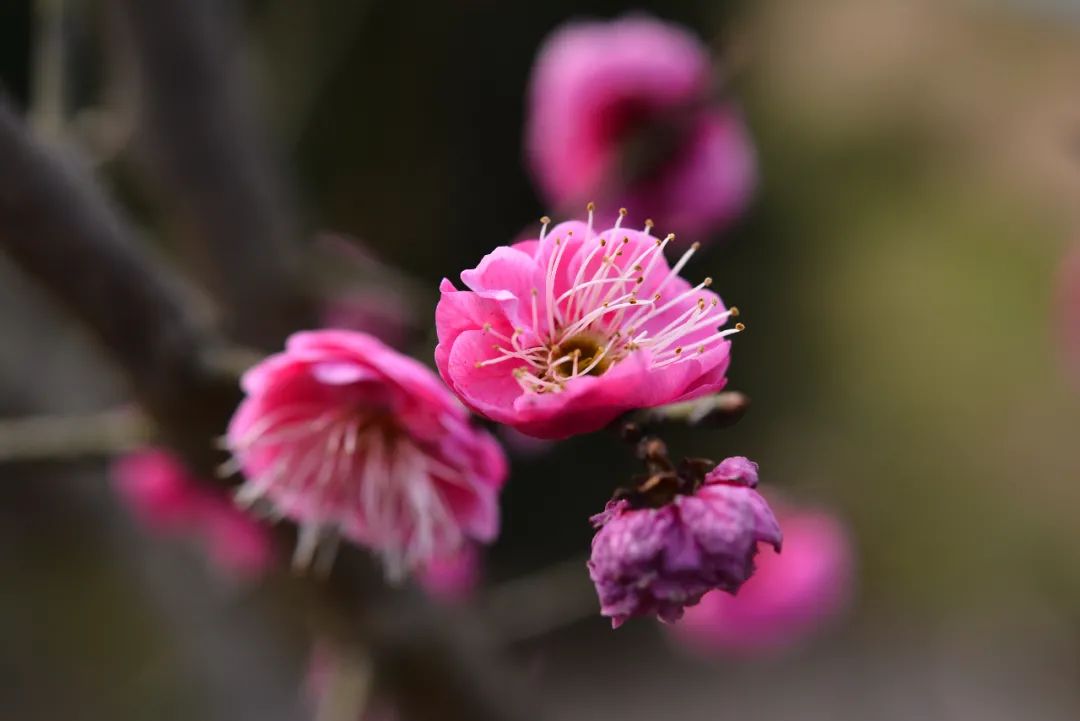 花儿到底为谁盛开?