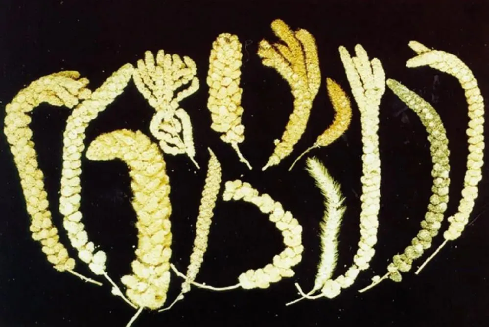 经贸视点 太行明珠方便小米粥之源——粟的故事