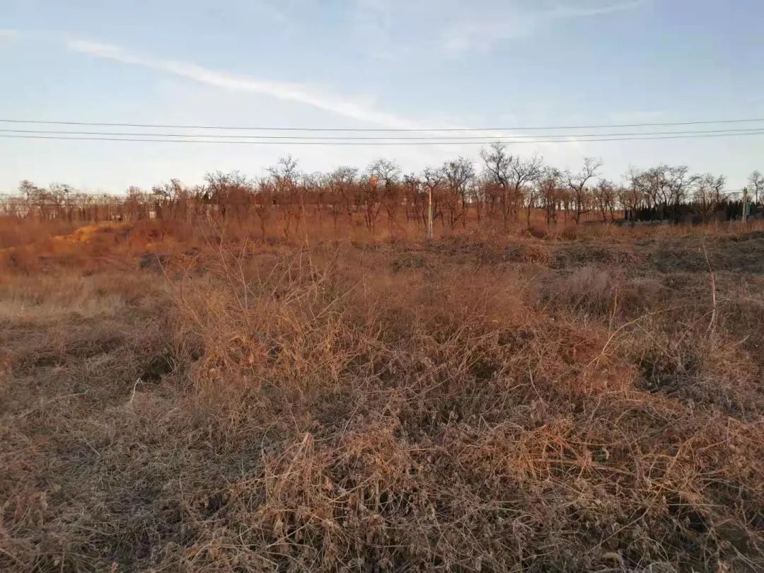 周村阳光调频942 南郊镇尚庄村:经济效益与环境整治双提升