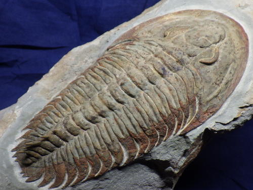 月球 释疑解惑：踩在三叶虫化石上的人类脚印是真的吗