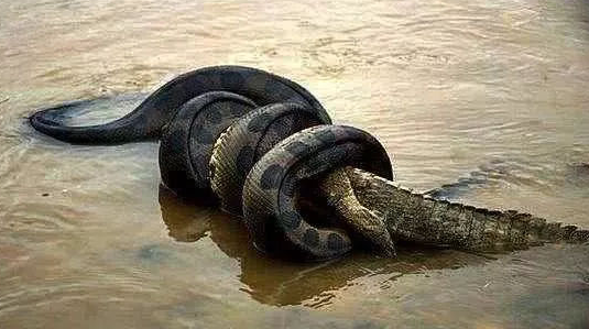  地球上最大的蛇是什么？有天敌可以克制它们吗？说了你别不信