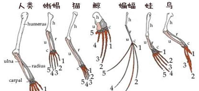 为什么鲸鱼侧鳍的骨骼,跟人类的手部相似?这得从鲸的进化史说起