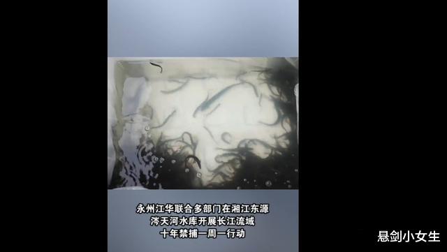 悬剑小女生 永州3名男子钓获69斤翘嘴，被刑拘！要判刑吗？